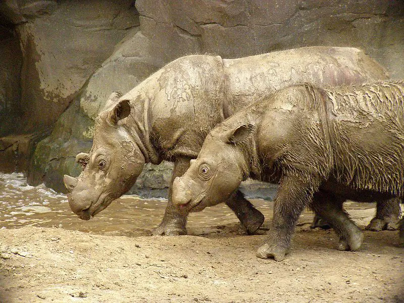 Sumatran Rhinoceros - The Animal Facts - Appearance, Diet, Habitat