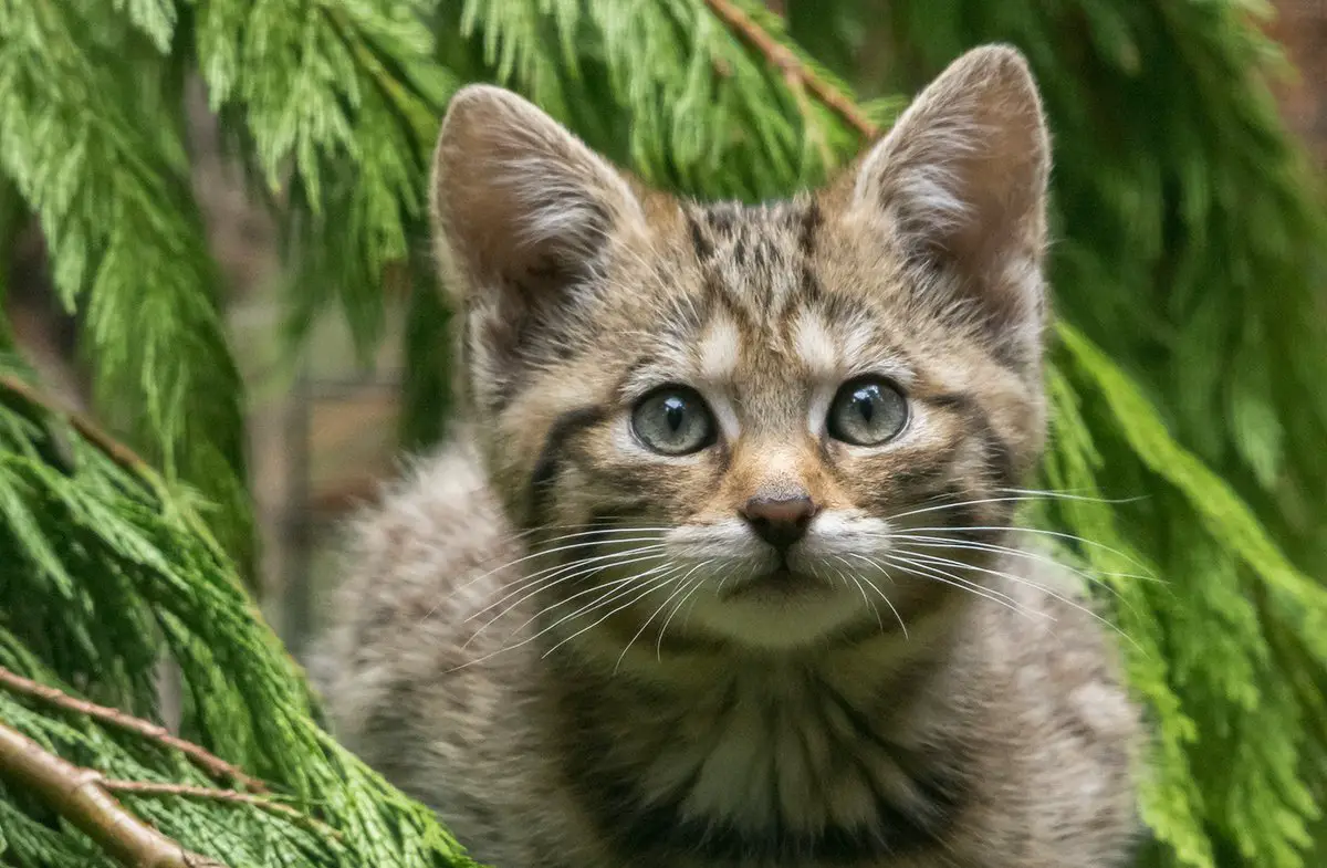 wild republic cat
