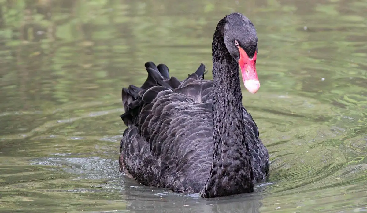 Black Swan Animal Facts - Appearance, Diet, Habitat, Reproduction