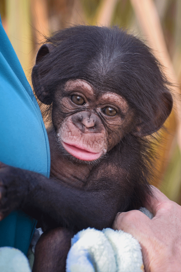 chimpanzee naming maryland zoo