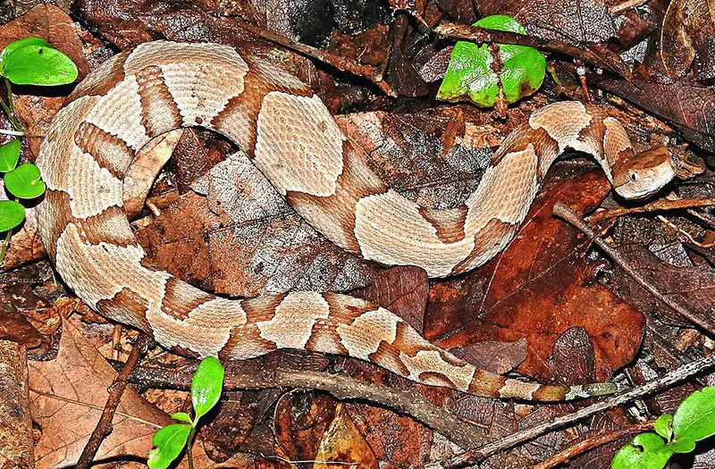 Copperhead The Animal Facts Appearance, Diet, Habitat, Behavior