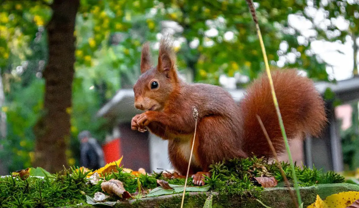 Eurasian Red Squirrel - The Animal Facts - Appearance, Diet, Habitat