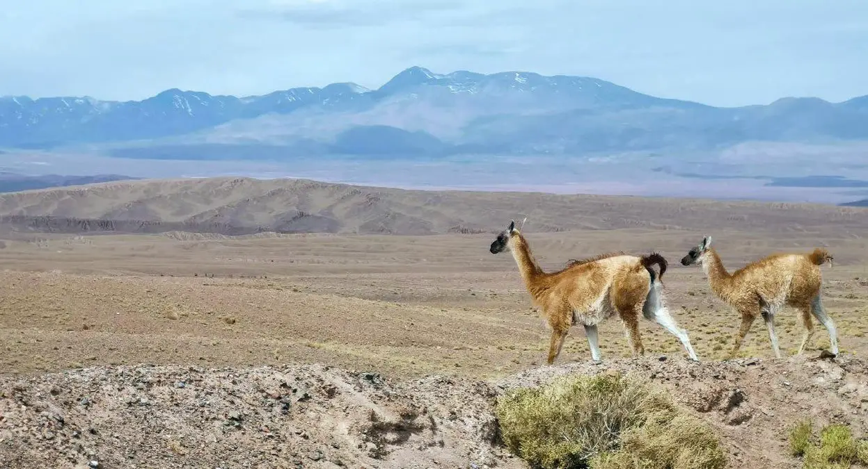 Guanaco | The Animal Facts | Appearance, Diet, Behavior, Habitat