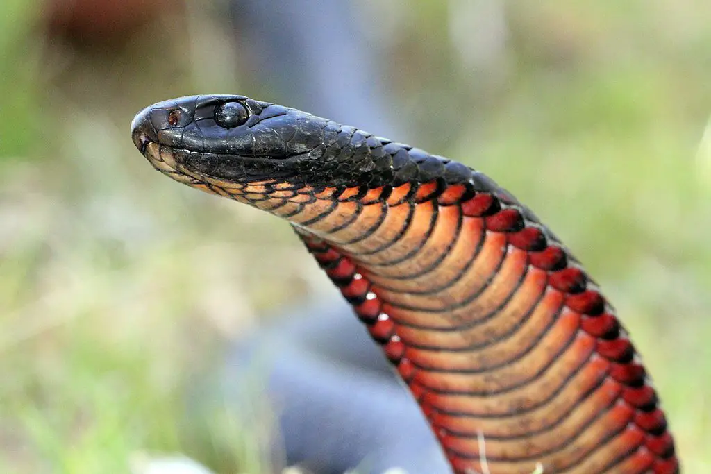Red-Bellied Black Snake - The Animal Facts - Appearance, Diet,