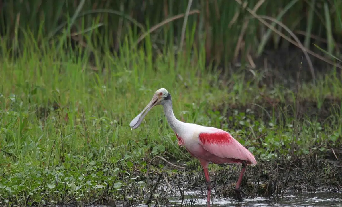 Roseate Spoonbill The Animal Facts Appearance, Habitat, Diet, Behavior