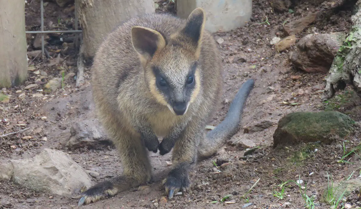 Swamp Wallaby The Animal Facts Appearance, Diet, Habitat, Behavior