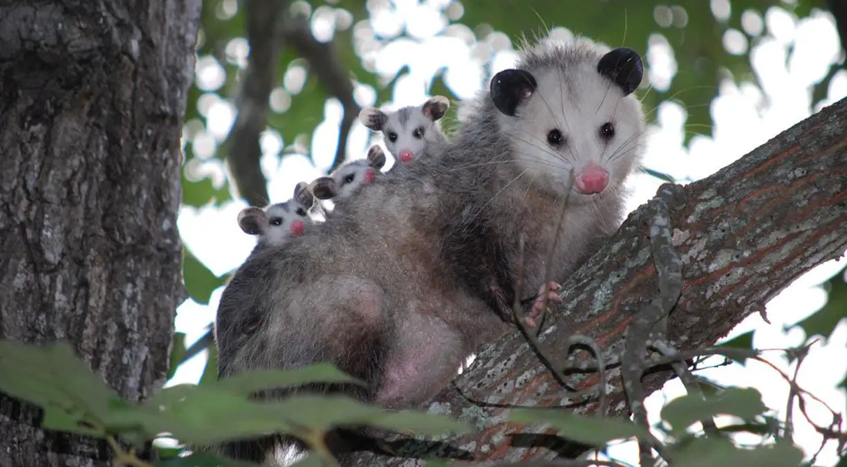 Virginia Opossum The Animal Facts Appearance, Diet, Habitat, Behavior