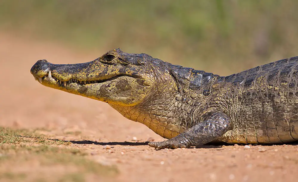 Yacare Caiman - The Animal Facts - Appearance, Diet, Behavior Yacare Caiman - The Animal Facts - Appearance, Diet, Behavior