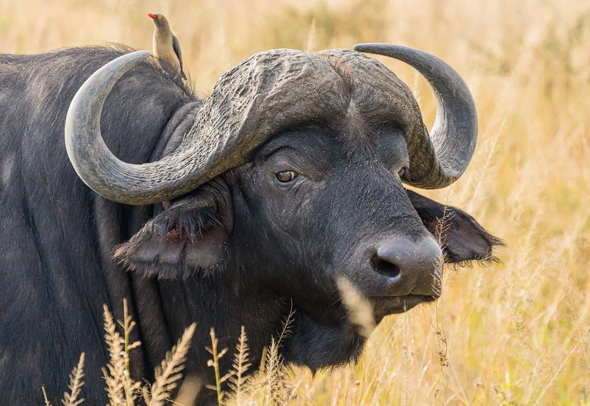 African Buffalo - The Animal Facts - Appearance, Behavior