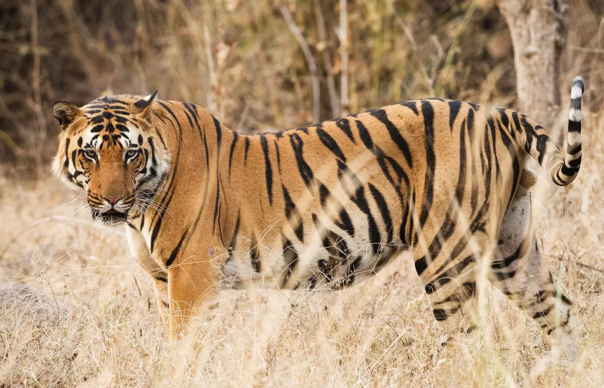 Bengal Tiger - Description, Habitat, Image, Diet, and Interesting Facts