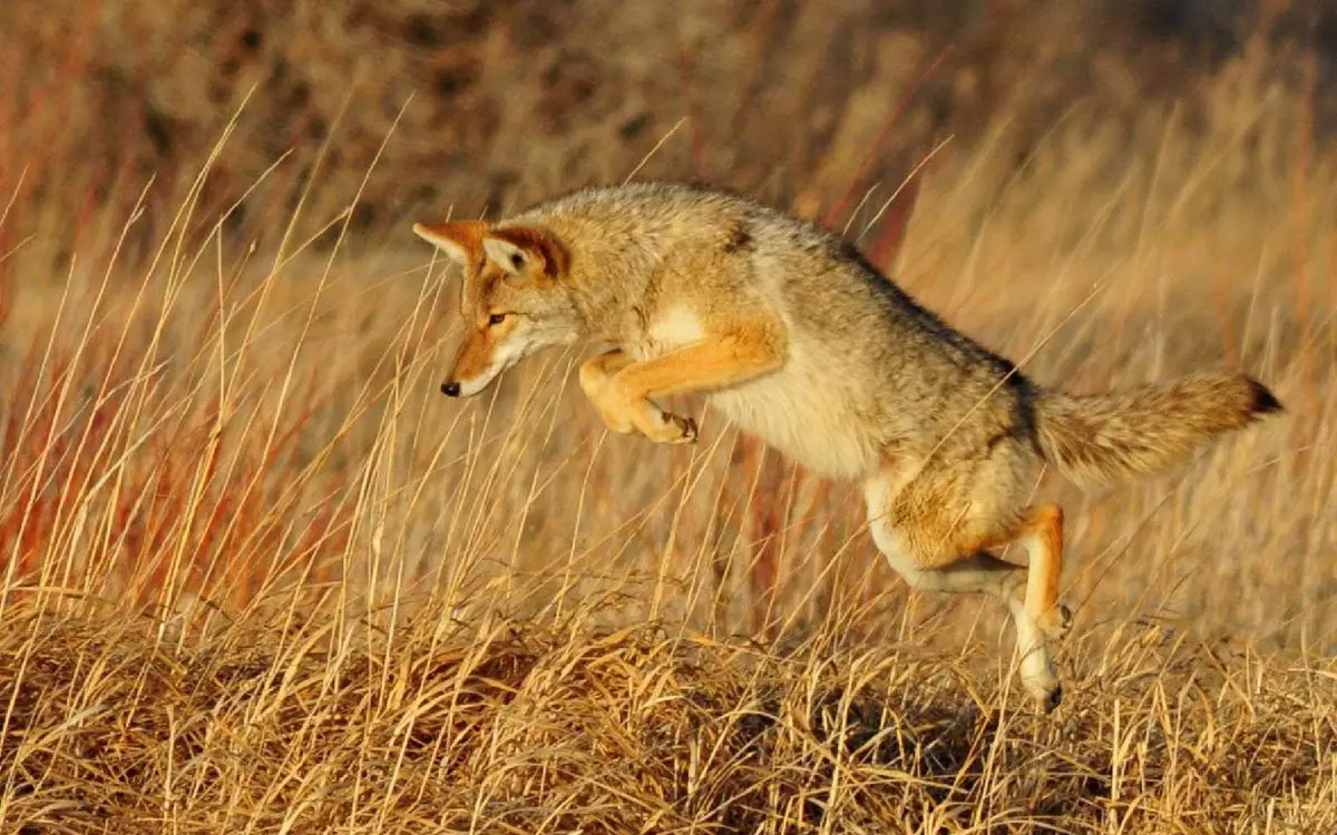 coyote images coyote images