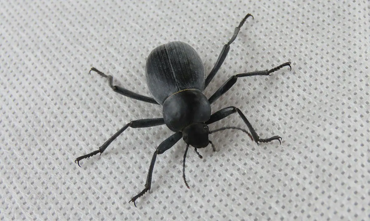 Egyptian Beetle The Animal Facts Appearance, Habitat, Diet, Lifespan