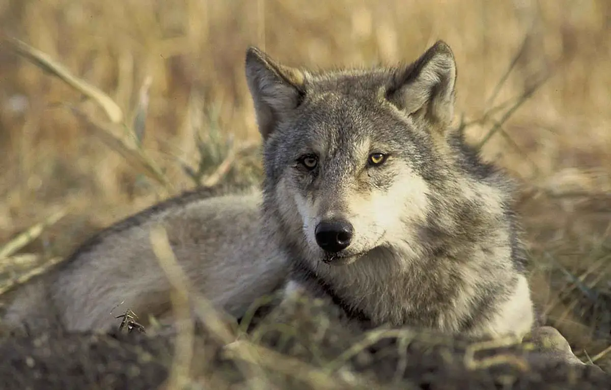 donte is writing a research paper about the gray wolf