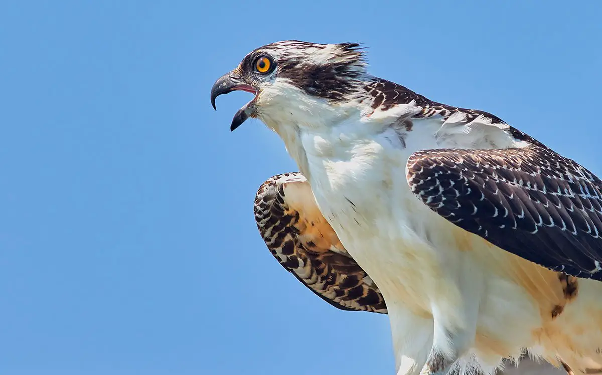 Osprey The Animal Facts Appearance, Diet, Habitat, Behavior, Lifespan