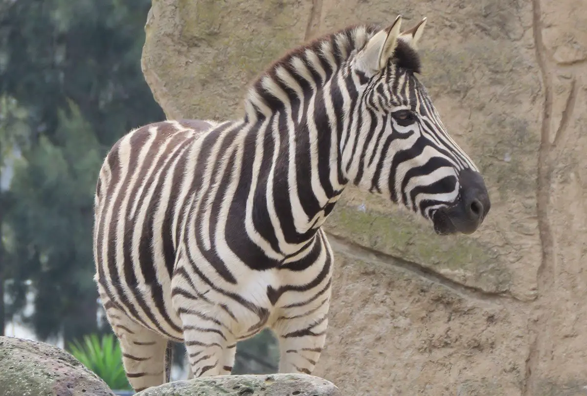 Zebra Fact File- The Animal Facts - Diet, Habitat, Species