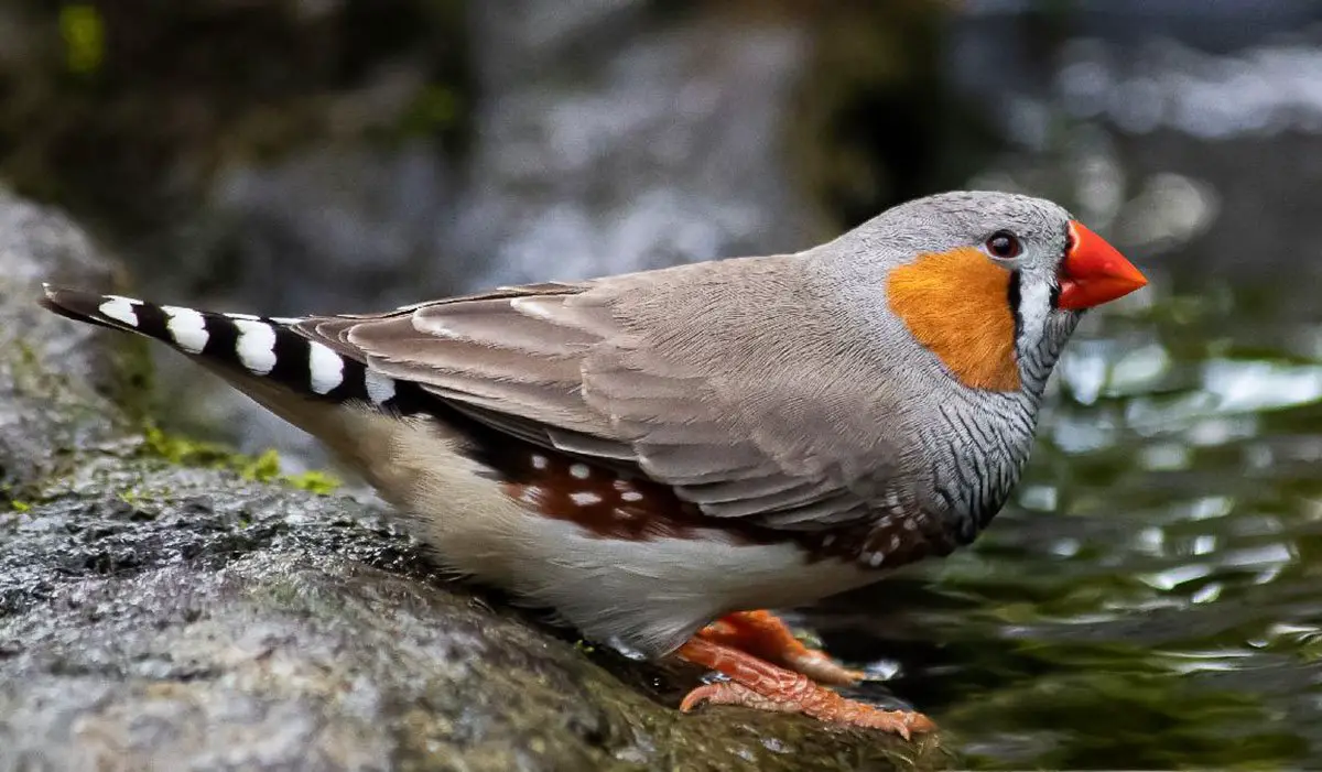 research on zebra finch