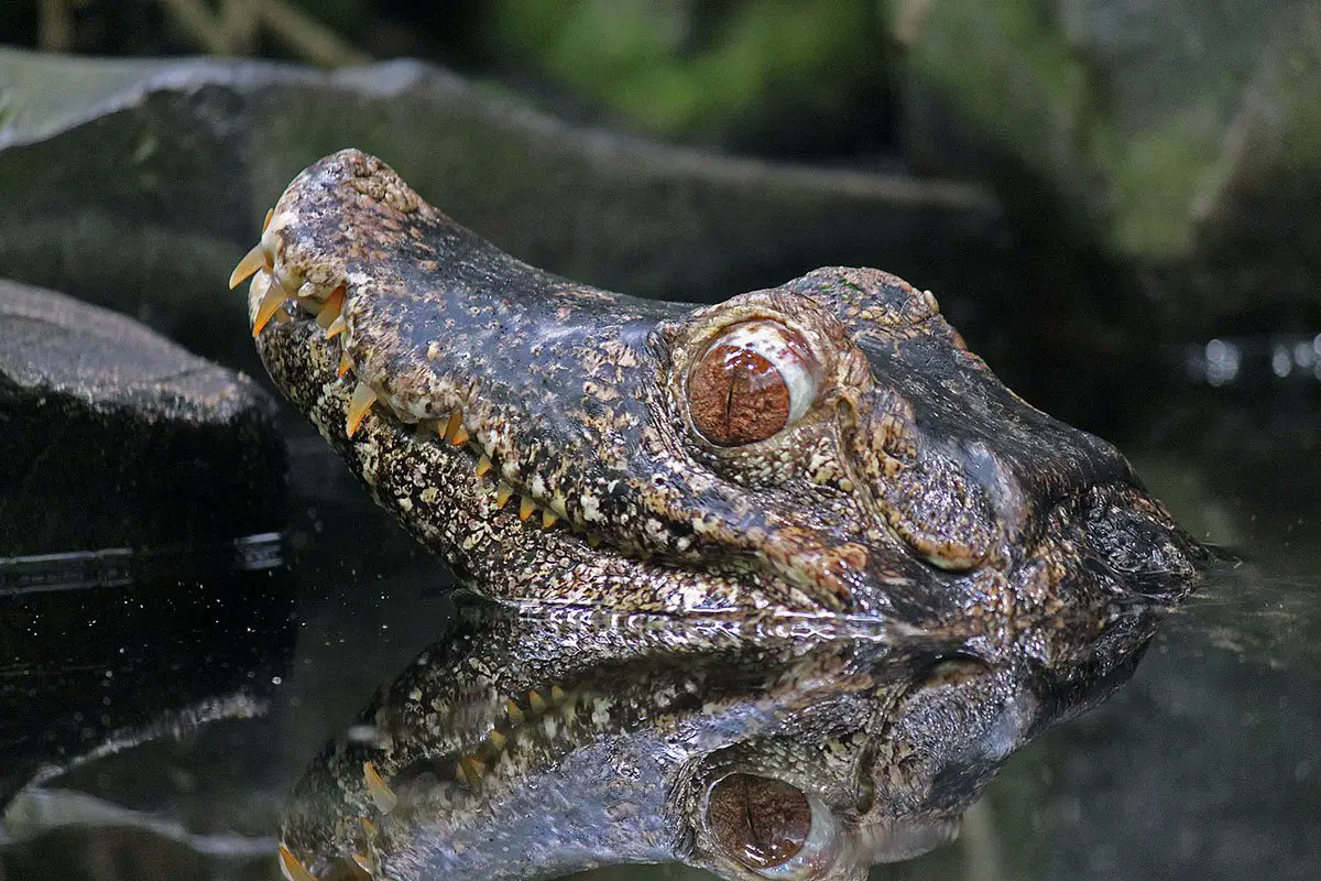 Cuvier s Dwarf Caiman The Animal Facts Appearance Diet Habitat