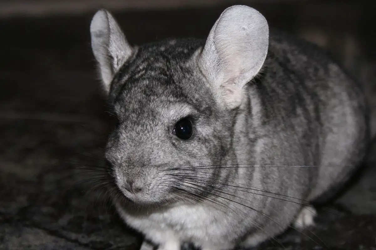 Chinchilla The Animal Facts Appearance, Diet, Habitat, Behavior