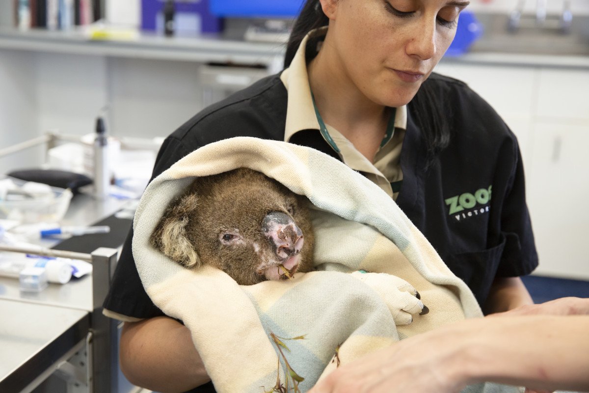 koala release zoos victoria