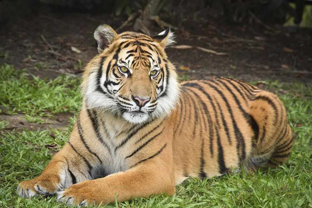 Orana Wildlife Park Welcome Back Sumatran Tigers | The Animal Facts