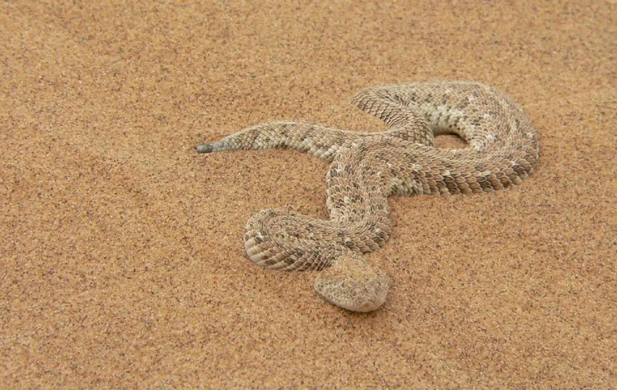 Puff Adder | The Animal Facts | Appearance, Habitat, Diet, Lifespan