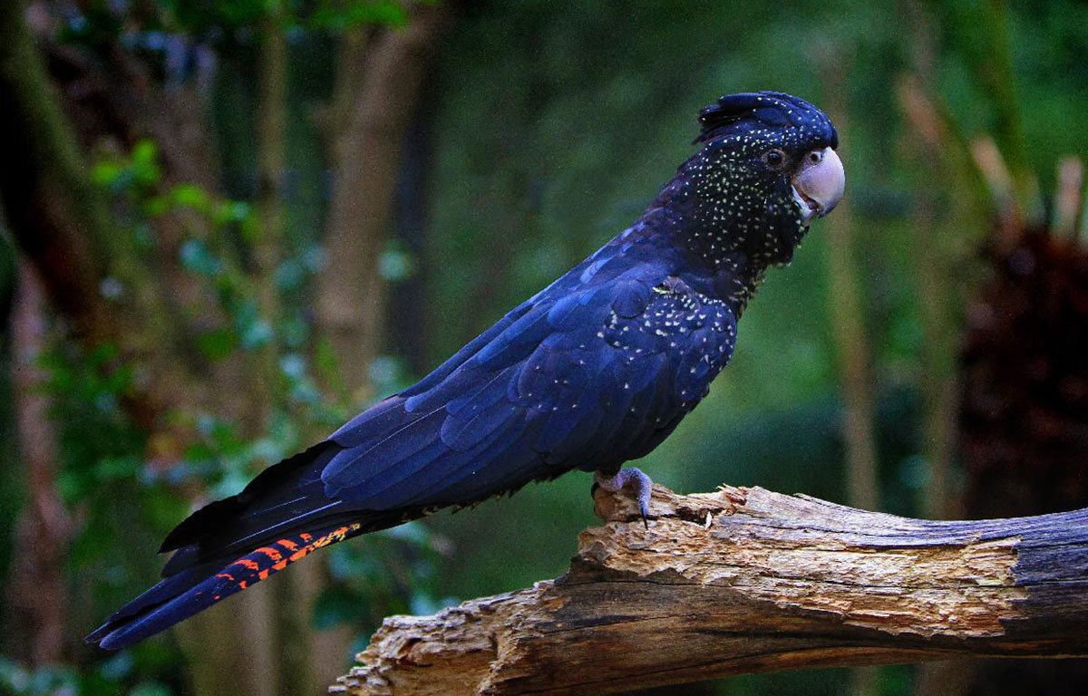 Black Cockatoo | The Animal Facts | Appearance, Behavior