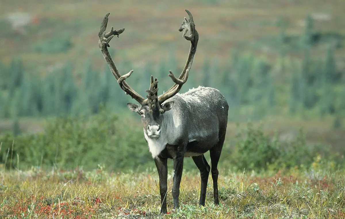Reindeer The Animal Facts Appearance, Diet, Habitat and Behavior