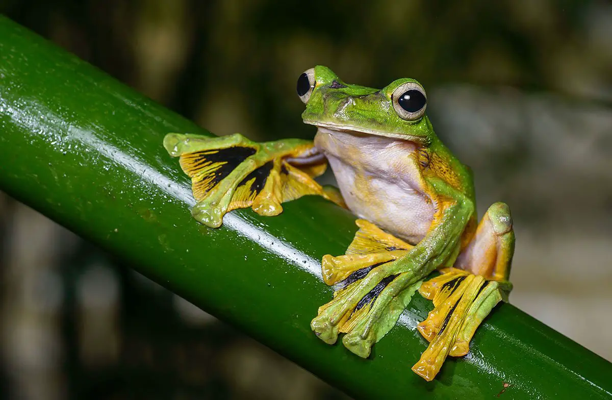 Wallace’s Flying Frog The Animal Facts Appearance, Diet, Habitat