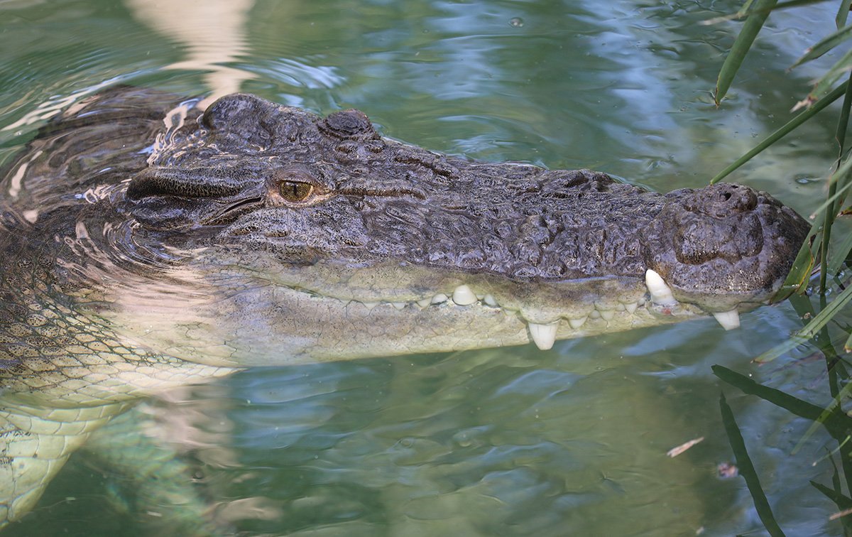 elvis the crocodile birthday