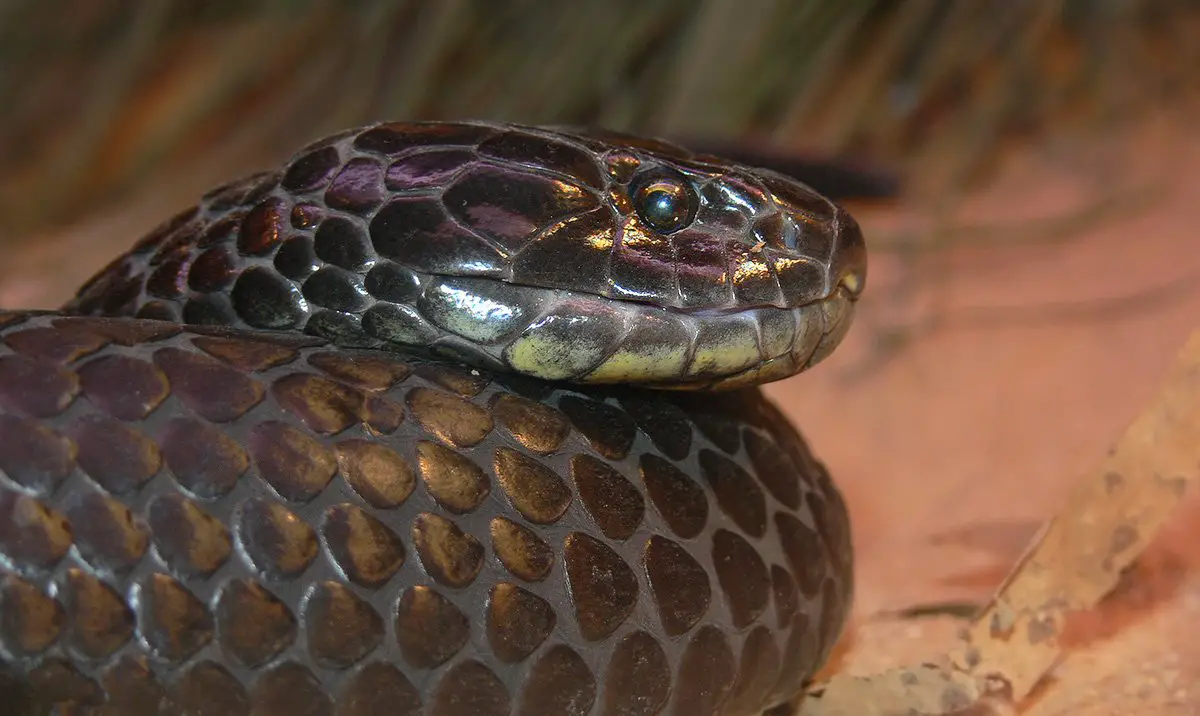 Tiger Snake The Animal Facts Appearance, Diet, Habitat, Behaivor