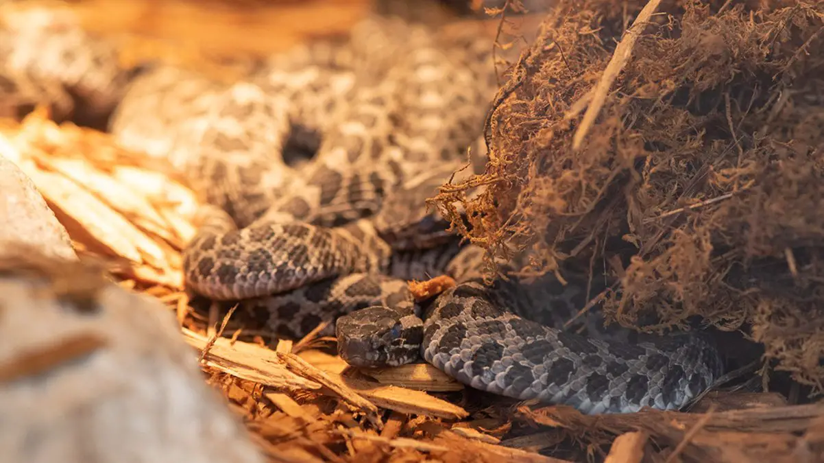 massasauga rattlesnakes columbus