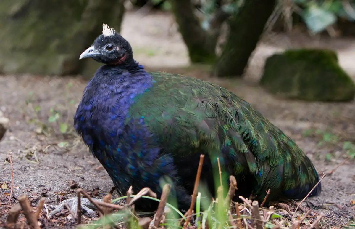 Congo Peafowl - The Animal Facts - Appearance, Diet, Habitat, Behavior