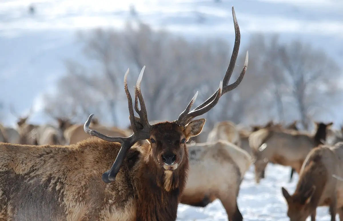 Elk - The Animal Facts - Appearance, Diet, Habitat, Behavior and Lifespan