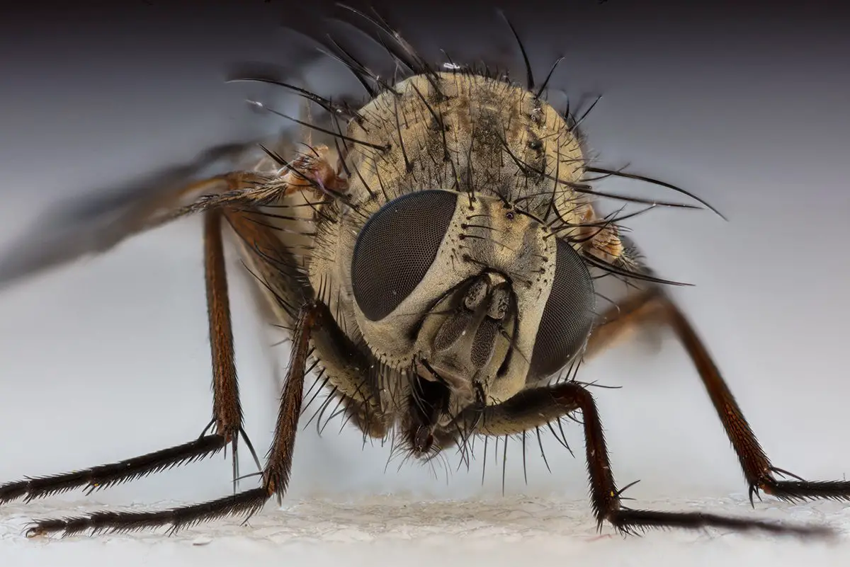 House Fly, The Animal Facts
