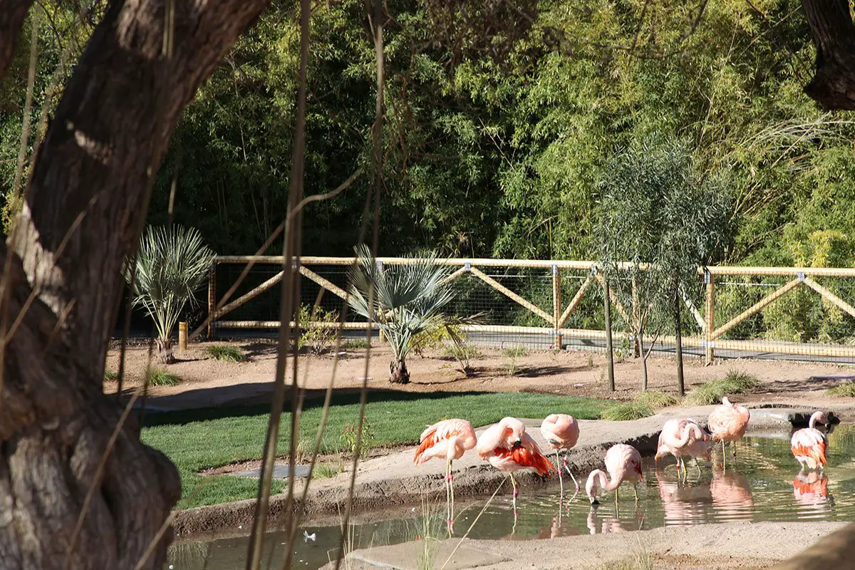 flamingo lagoon reid park zoo