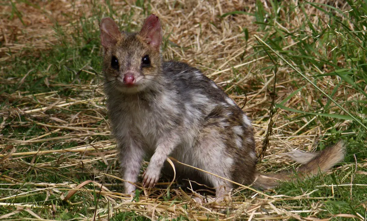 Eastern Quoll The Animal Facts Appearance, Diet, Habitat, Behavior