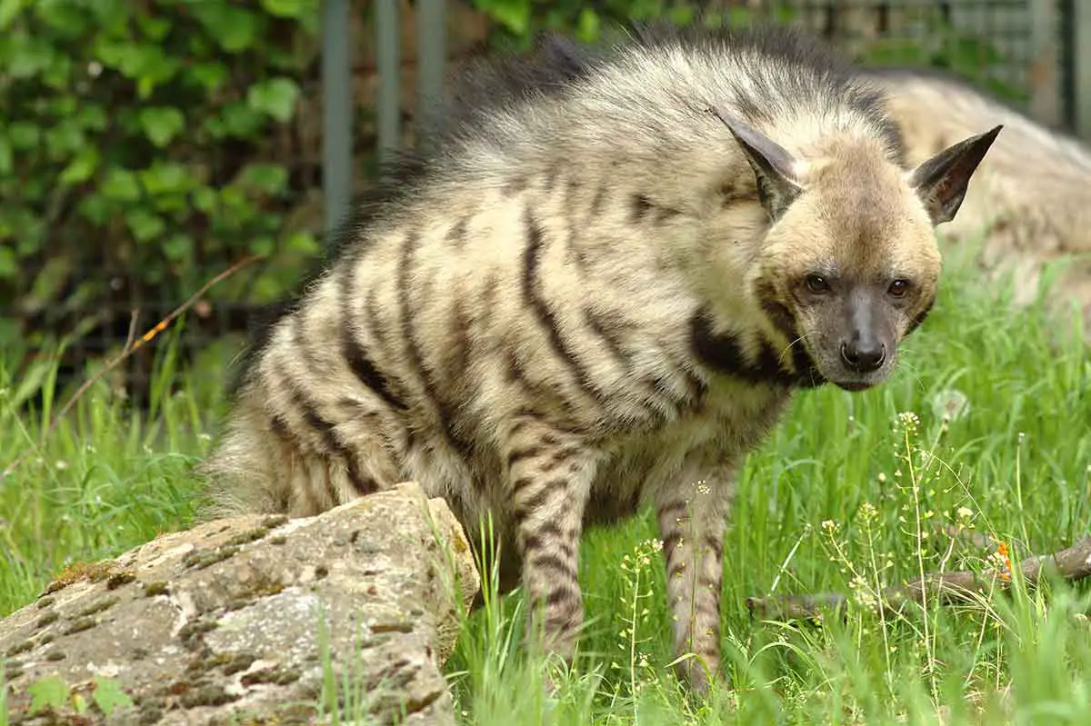 Striped Hyena - The Animal Facts - Appearance, Diet, Habitat, Behavior