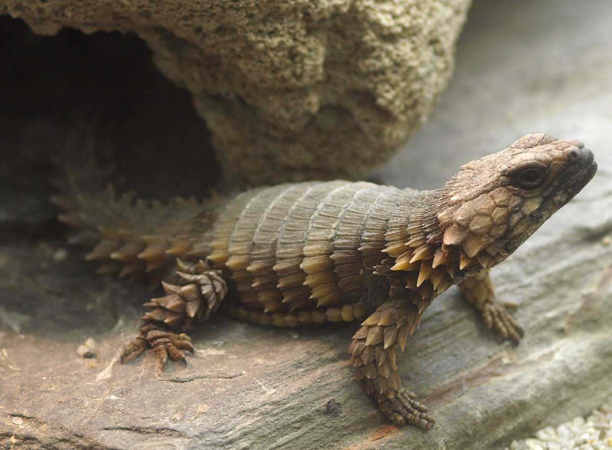 what eats the armadillo lizard