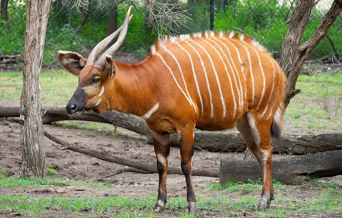 Bongo - The Animal Facts - Appearance, Diet, Habitat, Behavior, Lifespan Bongo - The Animal Facts - Appearance, Diet, Habitat, Behavior, Lifespan