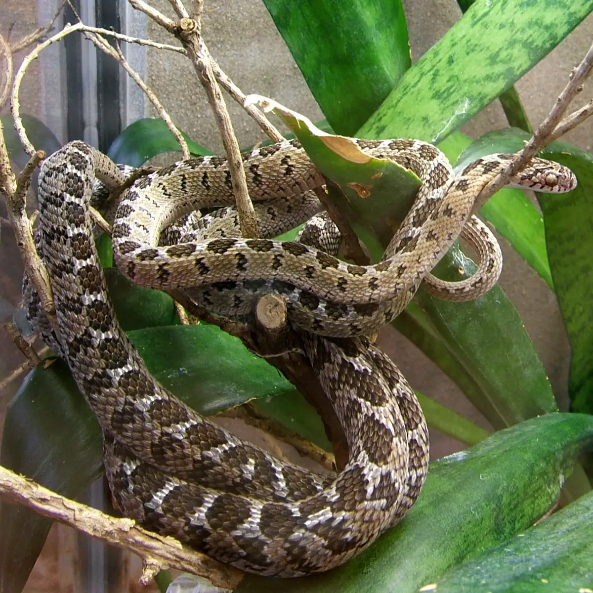 Egg-Eating Snake - The Animal Facts - Appearance, Diet, Habitat, Behavior