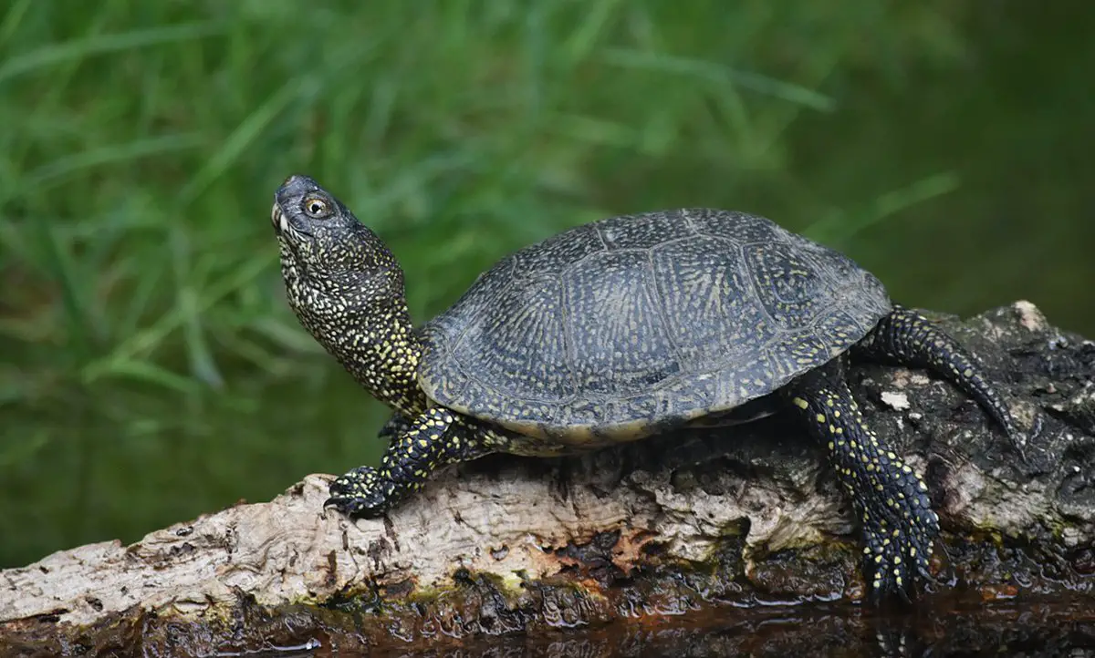 European Pond Turtle The Animal Facts Appearance, Diet, Habitat