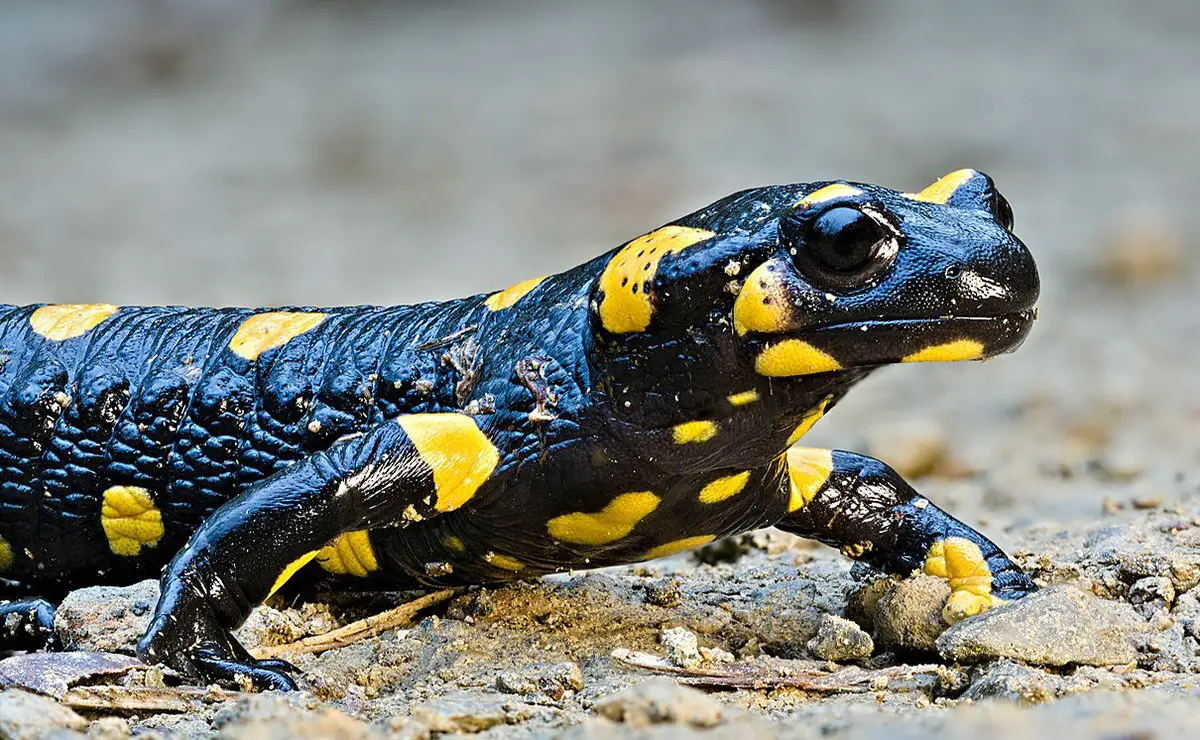 Fire Salamander - The Animal Facts - Appearance, Diet, Habitat, Behavior