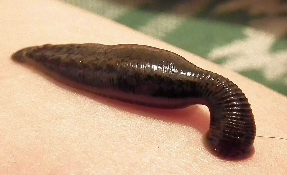 European Medicinal Leech The Animal Facts Appearance Diet Habitat European Medicinal Leech The Animal Facts Appearance Diet Habitat