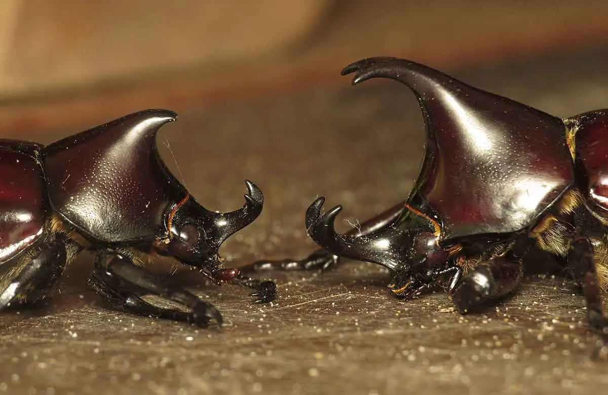 rhino beetle