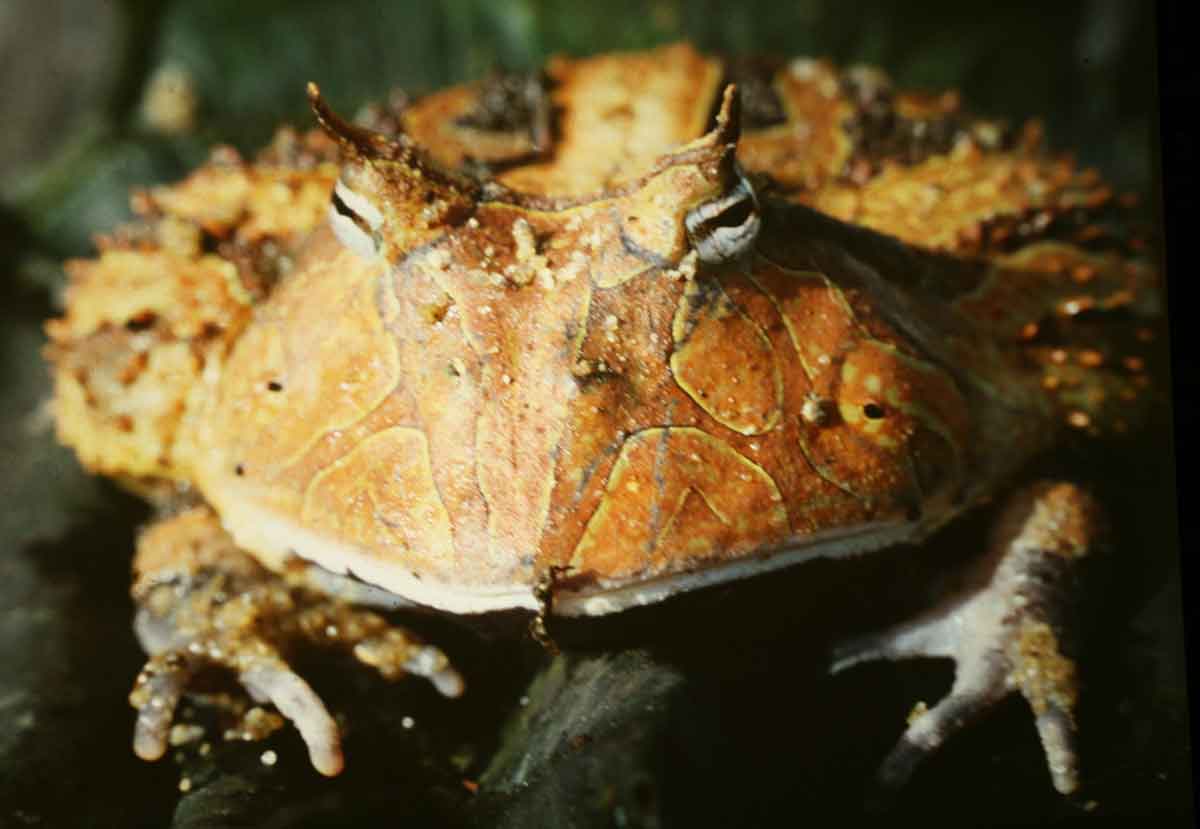 Surinam Horned Frog The Animal Facts Appearance, Diet, Habitat