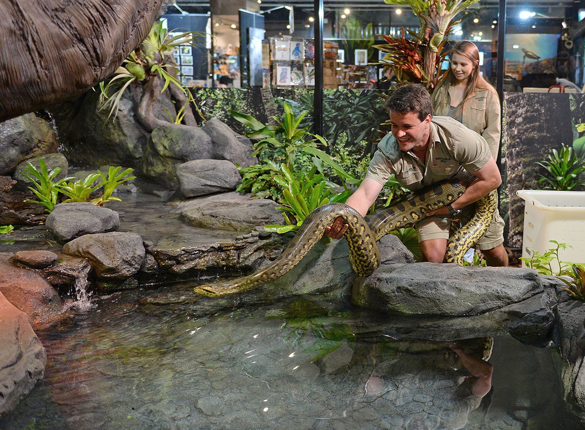 Green Anaconda Exhibit Opens at Australia Zoo - The Animal Facts