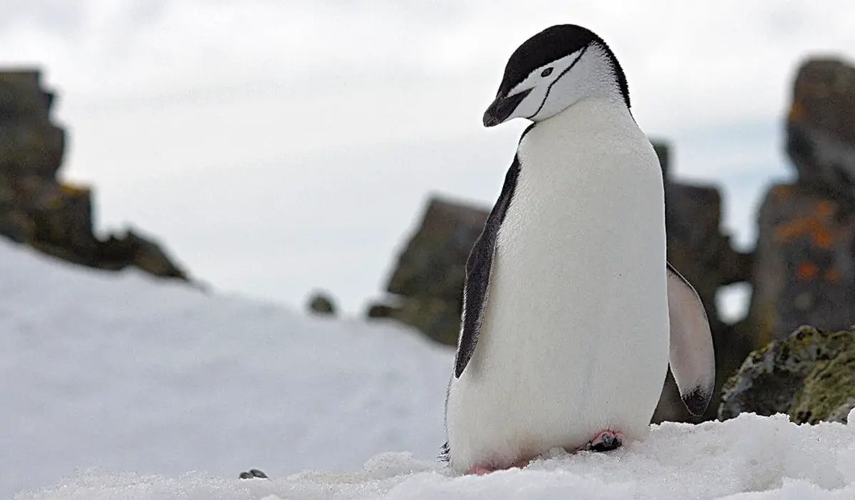 Chinstrap Penguin | The Animal Facts | Appearance, Diet, Habitat, Lifespan