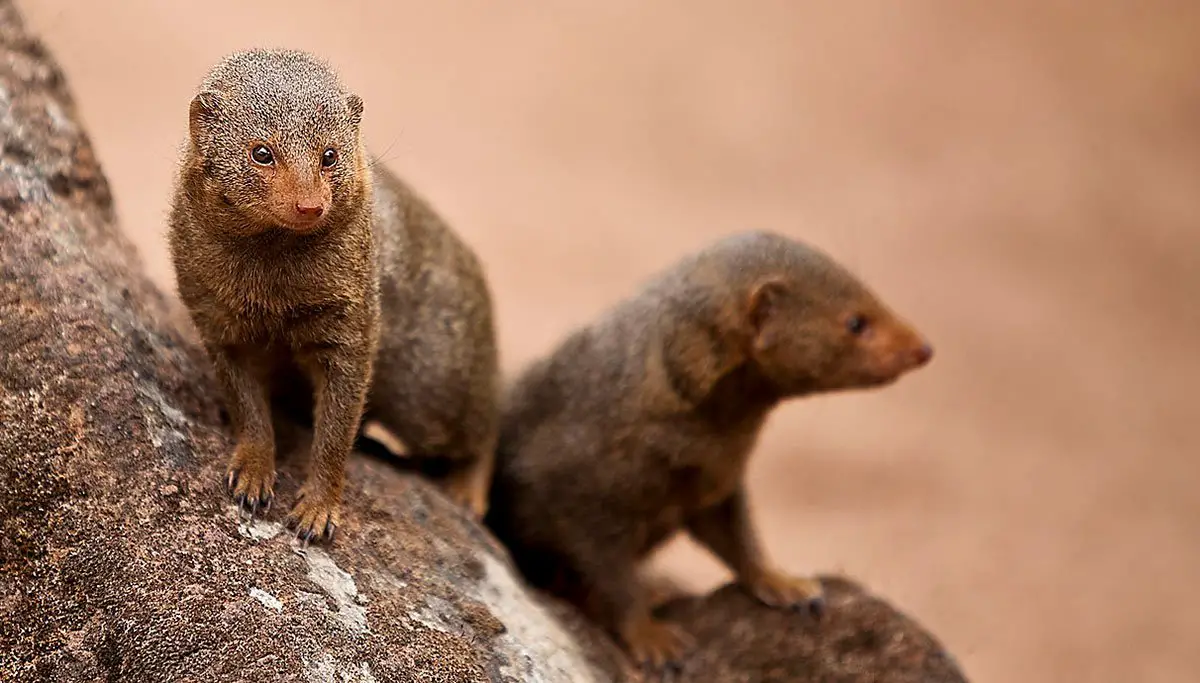 Dwarf Mongoose - The Animal Facts - Appearance, Diet, Habitat, Lifespan