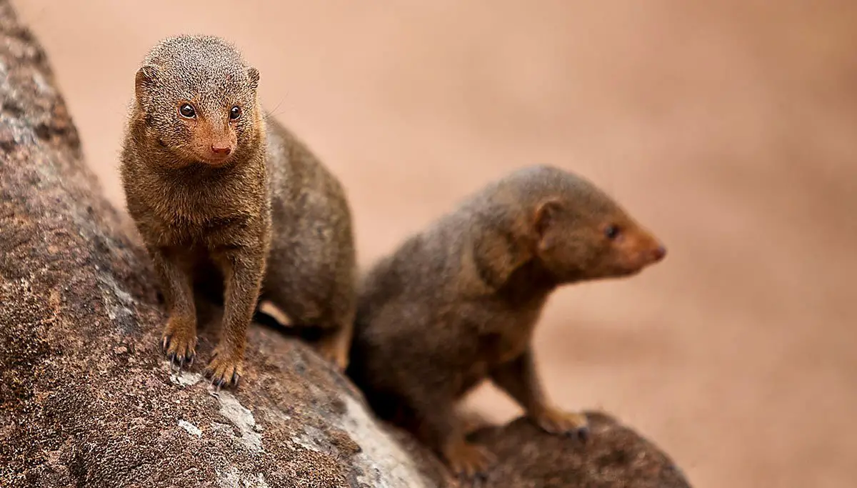 Dwarf Mongoose - The Animal Facts - Appearance, Diet, Habitat, Lifespan Dwarf Mongoose - The Animal Facts - Appearance, Diet, Habitat, Lifespan