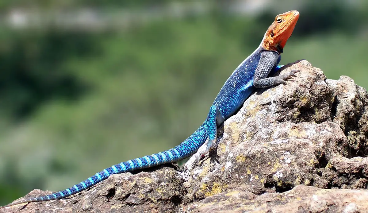 Common Agama The Animal Facts Appearance, Diet, Habitat, Behavior